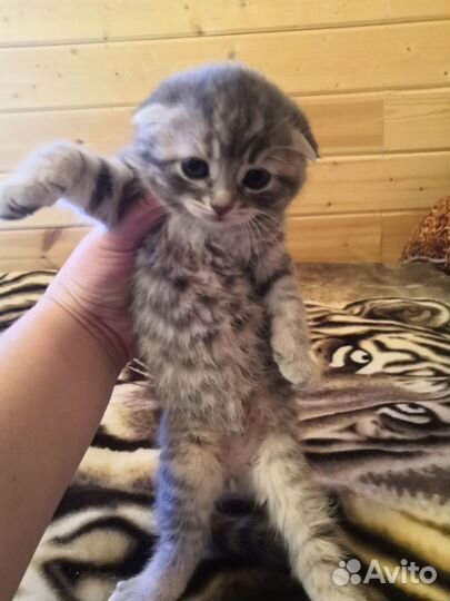 Продается шотландский вислоухий котенок