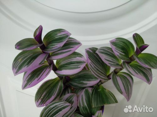 Сортовые традесканции