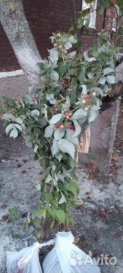 Саженцы малины опт