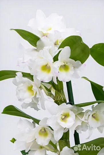 Дендробиум и Фаленопсис