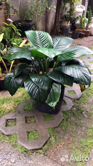 Спатифиллум Domino mini