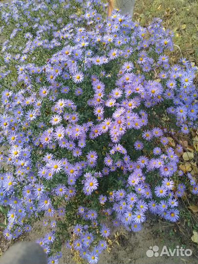 Цветы для сада