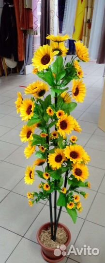 Подсолнух кустовой