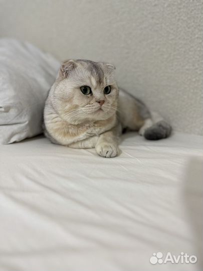 Шотландский вислоухий кот вязка