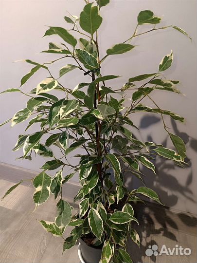 Фикус бенджамина твилайт
