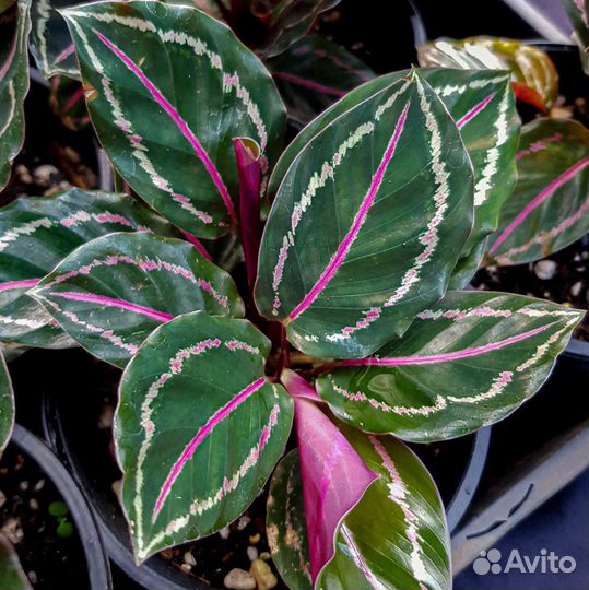 Калатея Анжелика