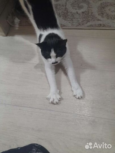 Отдам кошечку бесплатно