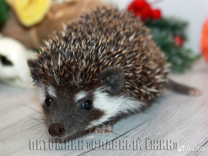 Африканские ежики из питомника. Ручные. Доставка