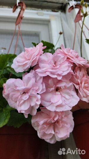 Пеларгония герань