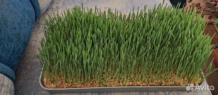 Пророщенная пшеница для животных