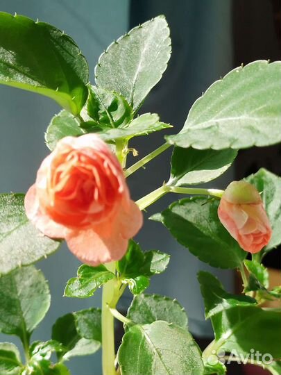 Бальзамины 42 сорта, срез и ук.черенки