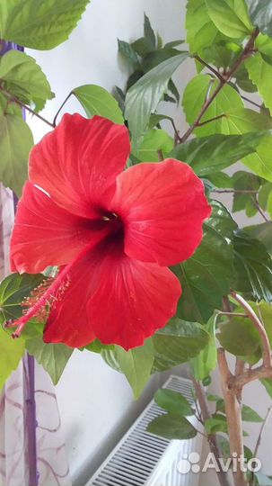Продаются комнатные цветы