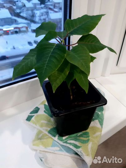 Укорененные отростки пуансетии