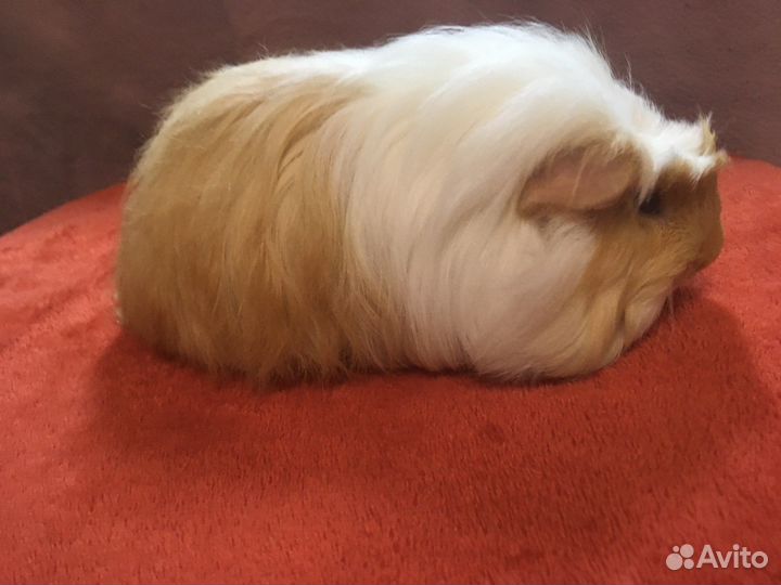 Морская свинка коронет