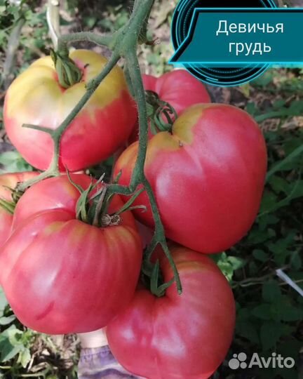 Семена сортовых урожайный томатов