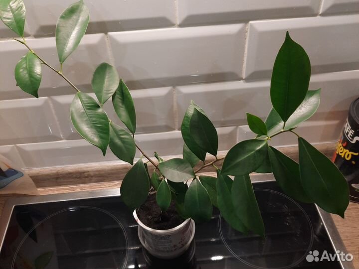 Фикус микрокарпа