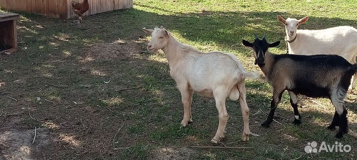 Козлик зааночешский