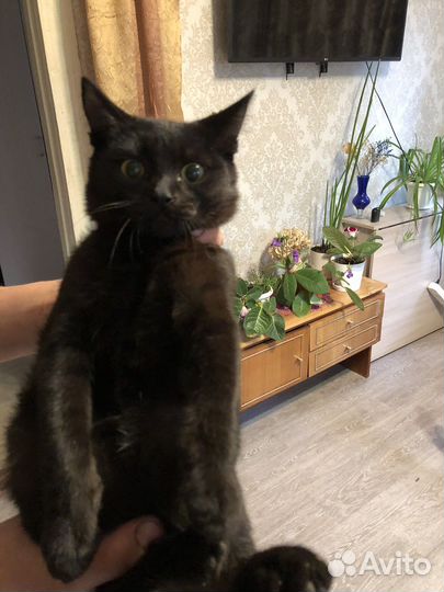 Кот и кошка в добрые руки