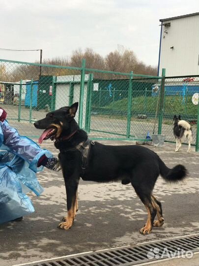 Веселый пёс в добрые руки