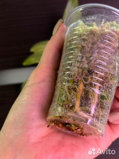 Филодендрон Меджик Маск