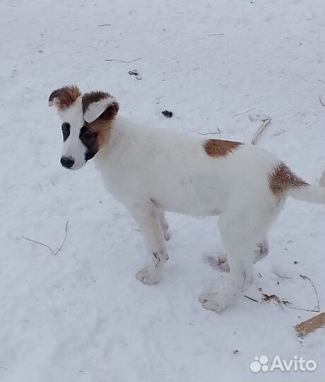 Щенки в дар