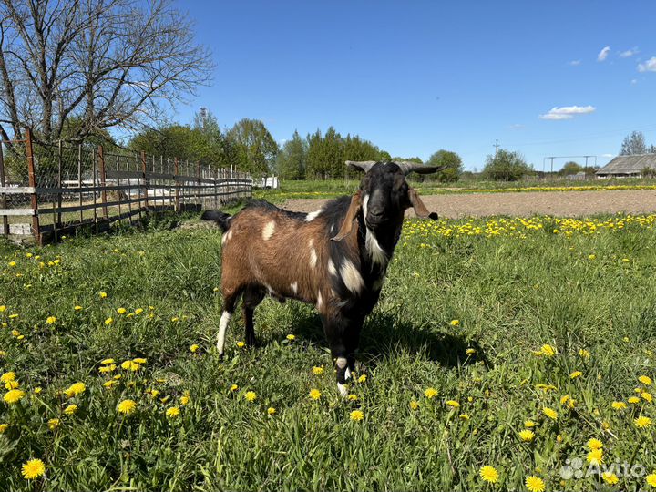 Продается козел