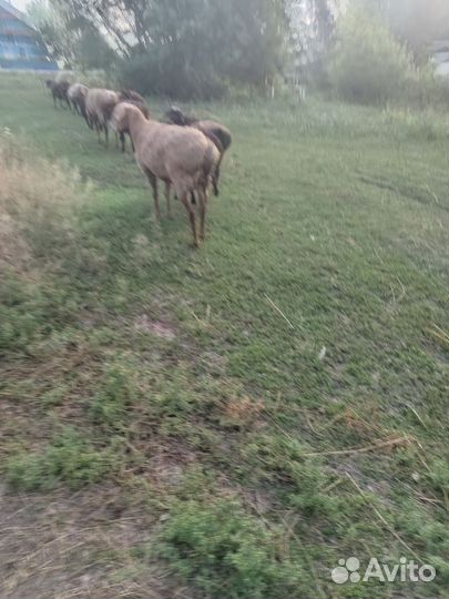 Продам Баранов(курдючные)