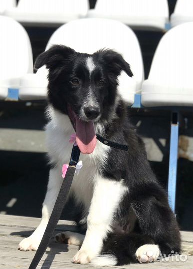 Щенки бордер колли