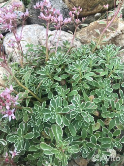 Садовые многолетние цветы Очиток седум