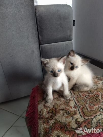 Сиамские котята