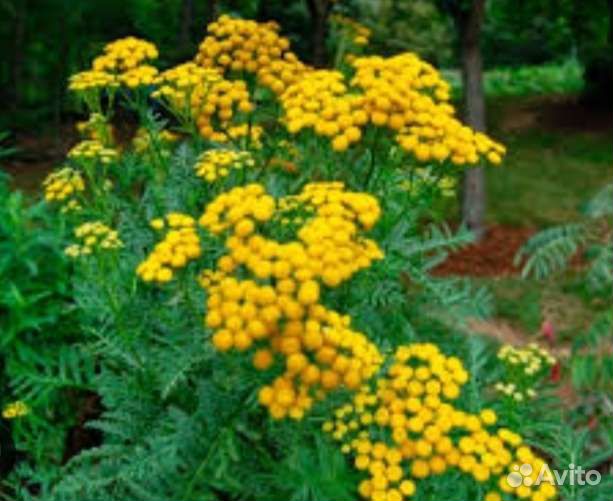 Пижма растение