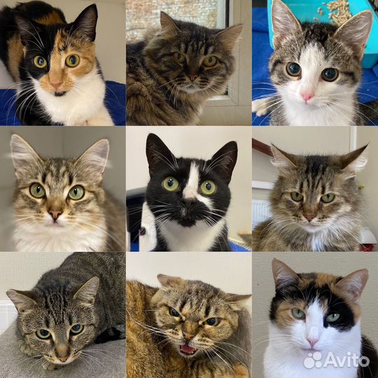 Кошки из приюта ждут своих людей