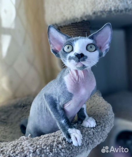 Котята девон-рекс