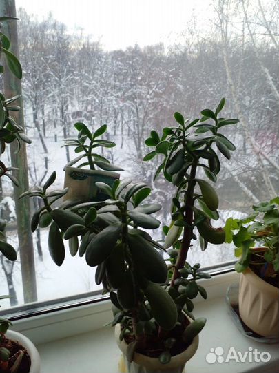 Толстянка или денежное дерево