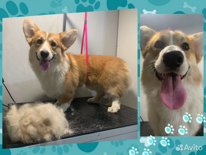 Грумер Московский район