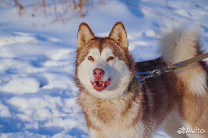 Гэлла в Добрые руки