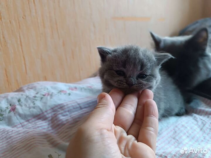 Британская кошка