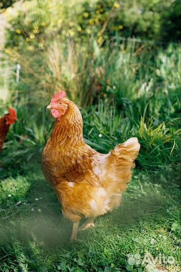 Куры молодки