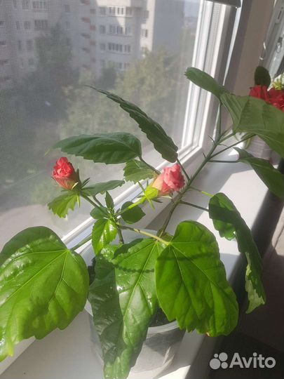 Гибискус китайская роза