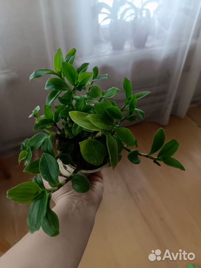 Комнатные цветы