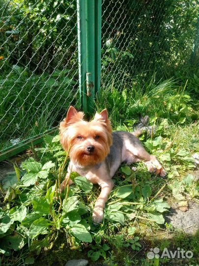 Стрижка Йорка