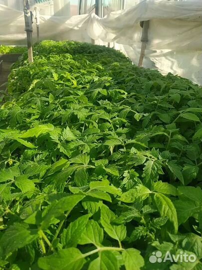 Рассада - томаты, перец, огурцы и другое