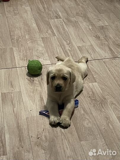 Лабрадор ретривер щенки