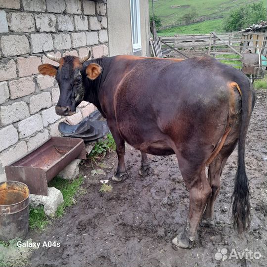 Корова дойная с теленком