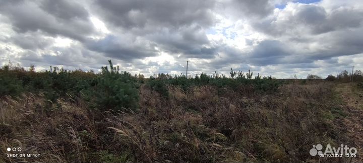 Сосна живая новогодняя