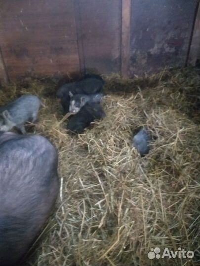 Вьетнамские поросята