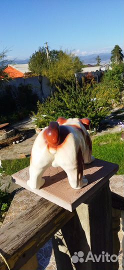 Английский бульдог