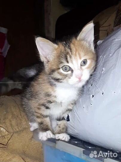 Котенок в добрые руки