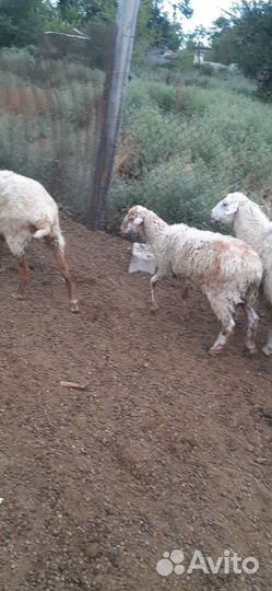 Ягнята баранчики на откорм