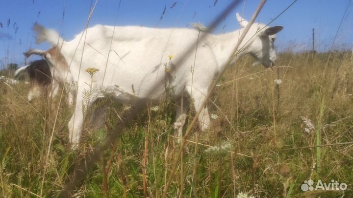 Козочки дойные